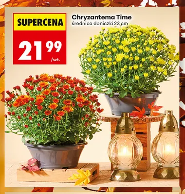 Chryzantema Time promocja w Biedronka