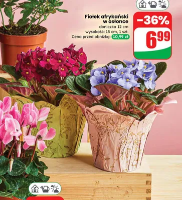 Cyklamen promocja w Dino