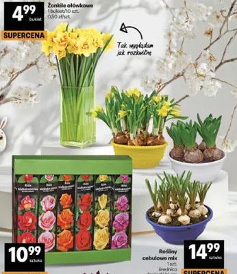 Żonkile ołówkowe promocja w Delikatesy Centrum