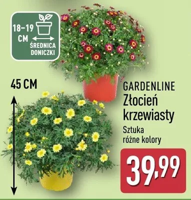 Złocień krzewiasty promocja w Aldi