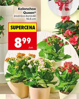 Roślina doniczkowa Kalanchoe Queen średnica doniczki 10,5 cm promocja w Biedronka