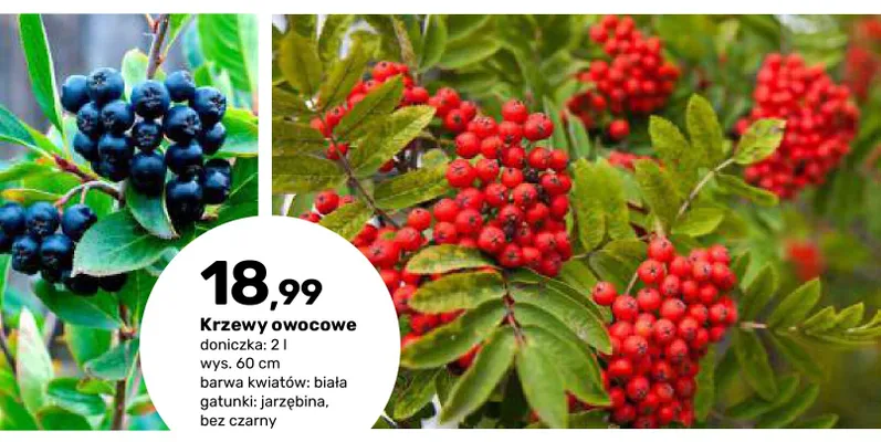 Krzewy owocowe Bez czarny promocja w Bricomarche