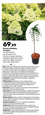 Krzew ozdobny na pniu Śliwa 80-120 cm promocja w Bricomarche