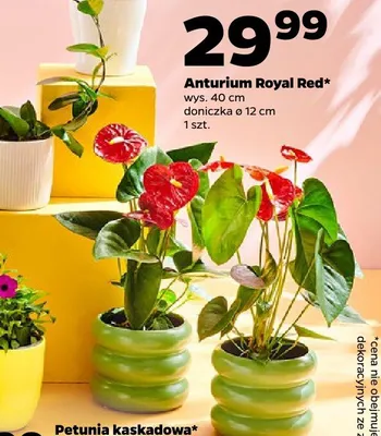 Anturium Royal Red promocja w Netto