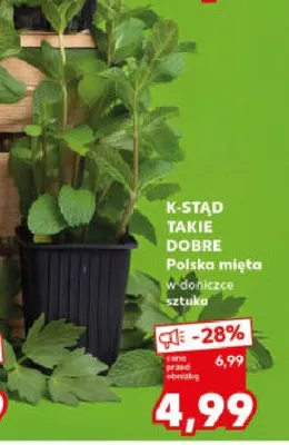 Mięta polska w doniczce promocja w Kaufland