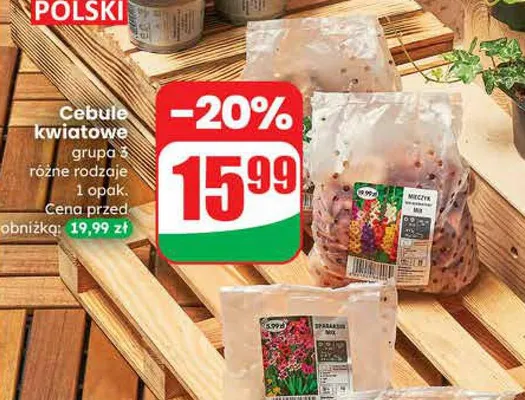Cebule kwiatowe grupa 3 różne rodzaje 1 opak. promocja w Dino