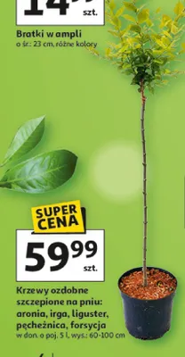 Bratki w ampli, różne kolory promocja w Auchan