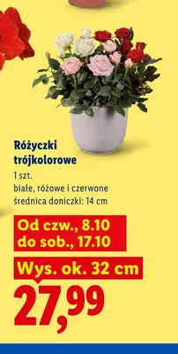 Różyczki trójkolorowe promocja w Lidl