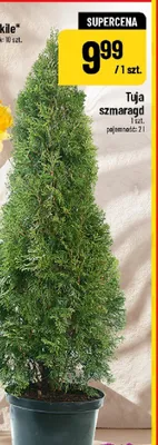 Tuja szmaragdowa promocja w POLOmarket