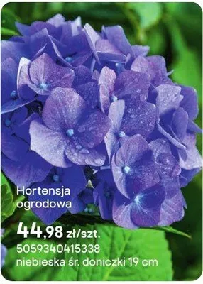 Hortensja ogrodowa promocja w Castorama