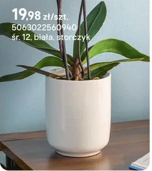 Doniczka biała skórzyk promocja w Castorama