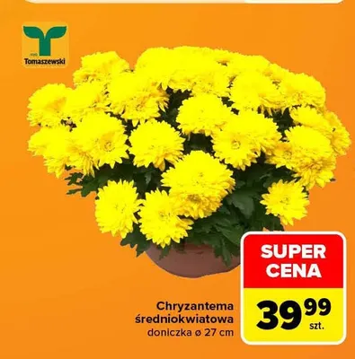 Chryzantema średniokwiatowa doniczka ø 27 cm Tomaszewski promocja w Carrefour