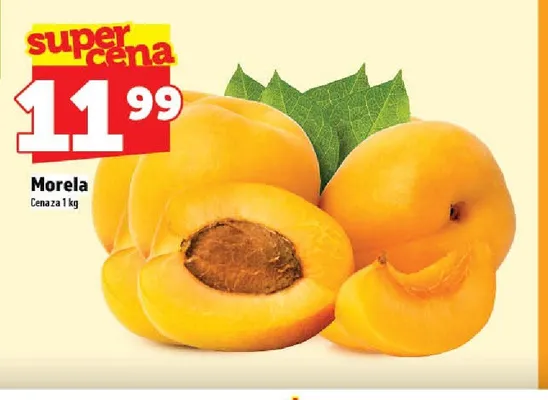 Morela promocja w TOPAZ