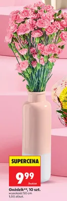 Goździki 10 szt.  promocja w Biedronka