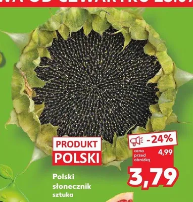 Słonecznik polski promocja w Kaufland