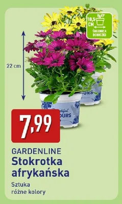 Stokrotka afrykańska promocja w Aldi