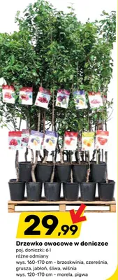 Drzewko owocowe w doniczce promocja w Bricomarche