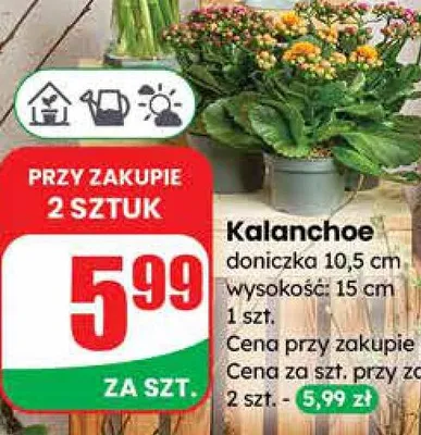 Kalanchoe doniczka 10,5 cm  promocja w Dino