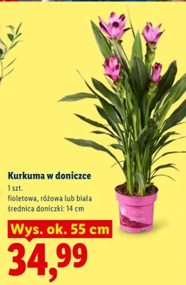 Kurkuma w doniczce biała promocja w Lidl