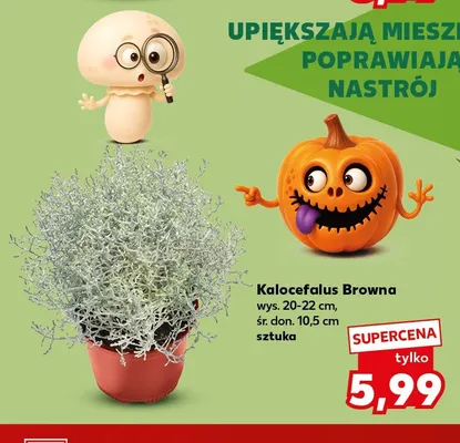 Kalocefalus Browna promocja w Kaufland