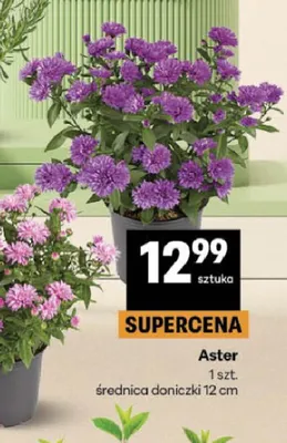 Aster promocja w Delikatesy Centrum