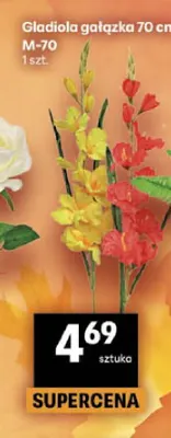 Gladiola gałązka 70 cm M-70 promocja w Delikatesy Centrum