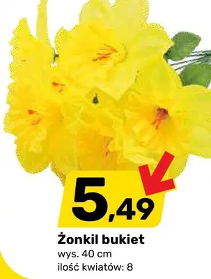 Żonkil bukiet promocja w Bricomarche
