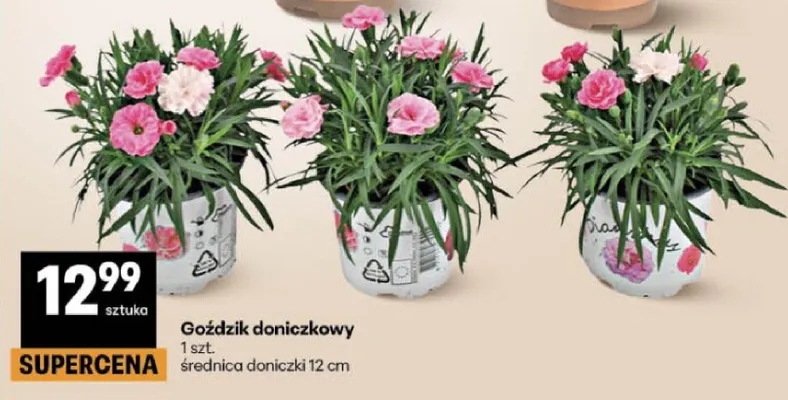 Goździk doniczkowy promocja w Delikatesy Centrum