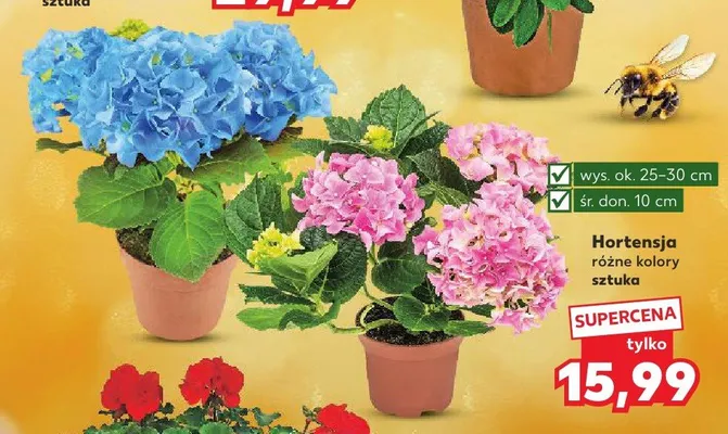 Hortensja wys. ok. 25-30cm śr. don. 10cm promocja w Kaufland
