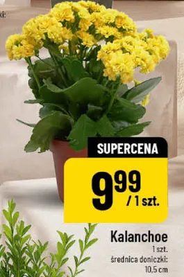 Kalanchoe promocja w POLOmarket