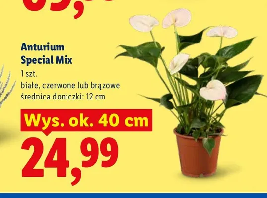 Anturium Special Mix promocja w Lidl