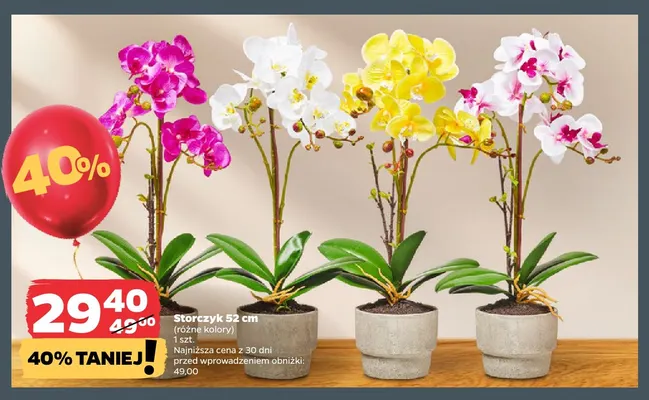Storczyk 52 cm promocja w Netto