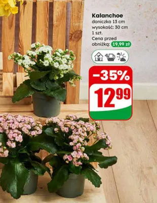 Kalanchoe promocja w Dino