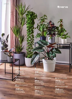 Filodendron Congo promocja w Castorama