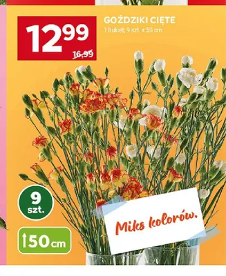 Goździki cięte 50cm promocja w Stokrotka