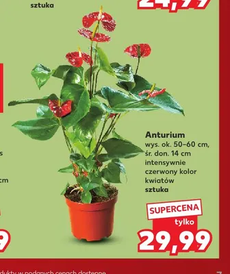Anturium promocja w Kaufland
