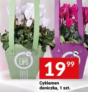 Cyklamen w ozdobnej torebce promocja w Twój Market