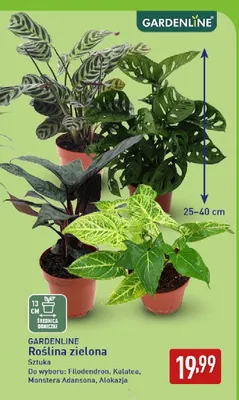 Roślina zielona Alokazja Gardenline promocja w Aldi