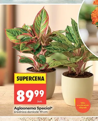 Aglaonema Special średnica doniczki 19cm promocja w Biedronka