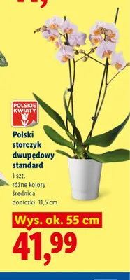 Polski storczyk dwupędowy standard promocja w Lidl