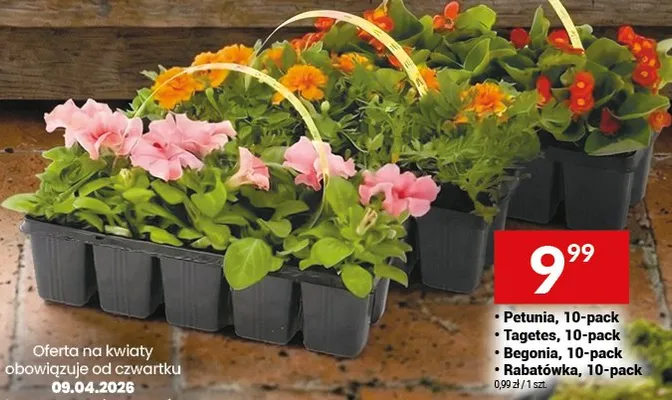 Tagetes 10-pack promocja w Twój Market