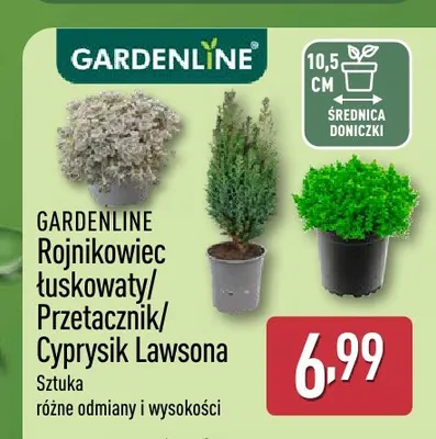 Przetacznik Gardenline promocja w Aldi