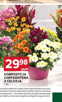 Kompozycja chryzantema z celozją promocja w Stokrotka