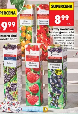 Krzewy owocowe: porzeczka czarna/czerwona, malina czerwona/ jeżyna bezkolcowa, mirabelka promocja w Biedronka