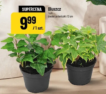 Bluszcz promocja w POLOmarket