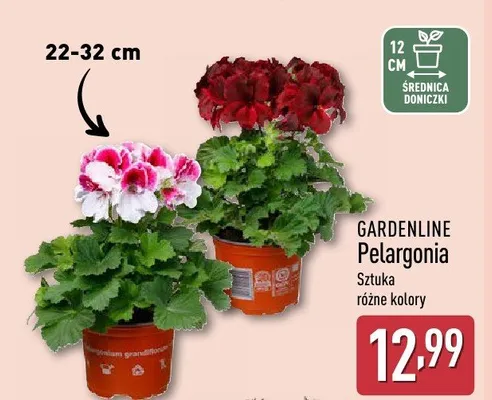 Pelargonia sztuka różne kolory promocja w Aldi