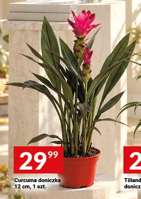 Curcuma doniczka 12 cm promocja w Twój Market