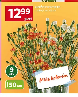 Goździki cięte 50cm promocja w Stokrotka