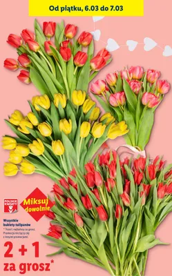 Bukiety tulipanów promocja w Lidl