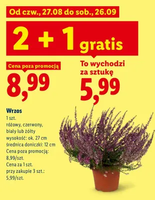 Wrzos promocja w Lidl